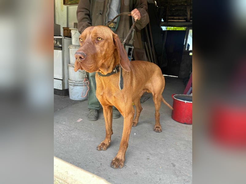 Ubul, geboren 2023, 64cm sucht seine Menschen