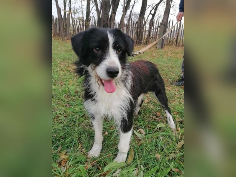 Cody, geb.06.02.2022, 47 cm, wünscht sich ein aktives Hundeleben