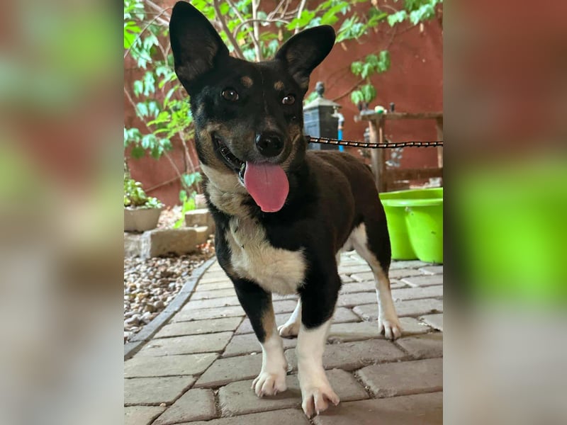 Frici, geboren 20.04.2021, 32cm sucht seine Familie