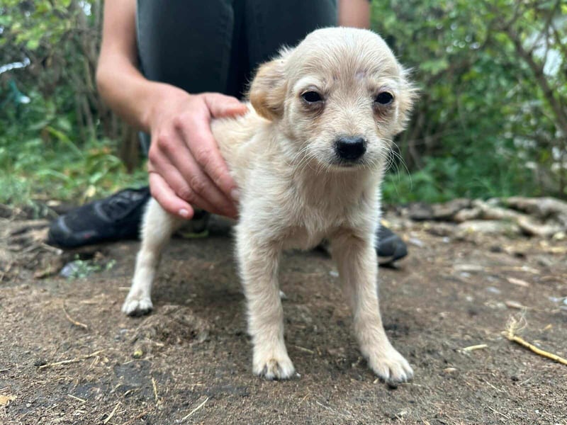 Leo, geboren 26.05.2025, 19cm sucht seine Familie fürs Leben