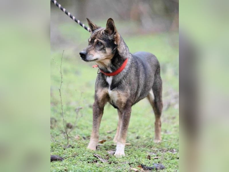 Lacika, 4 Jahre jung, 45 cm, sucht sein Zuhause