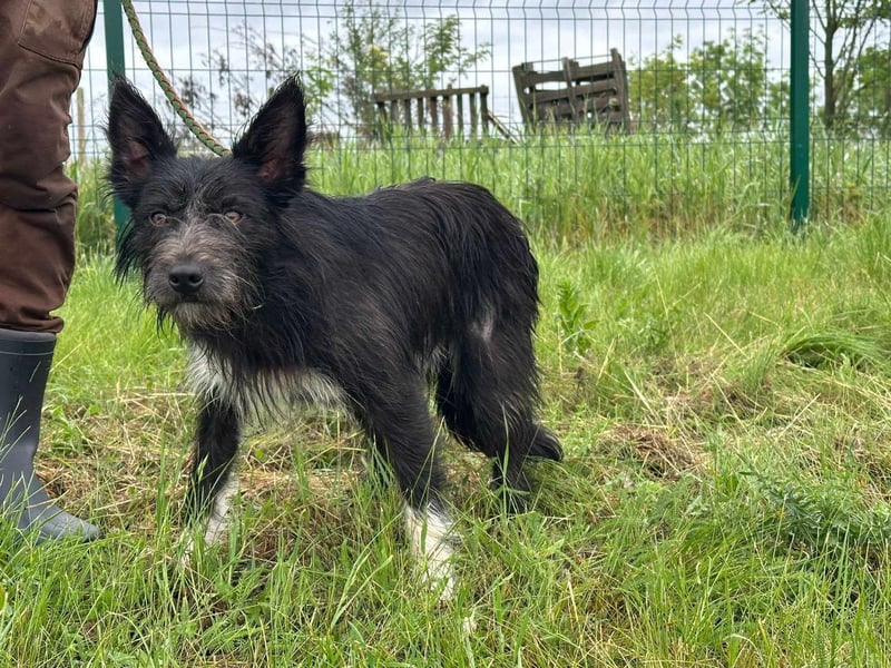 Zorro, geboren 25.09.2024, 40cm sucht sein Glück