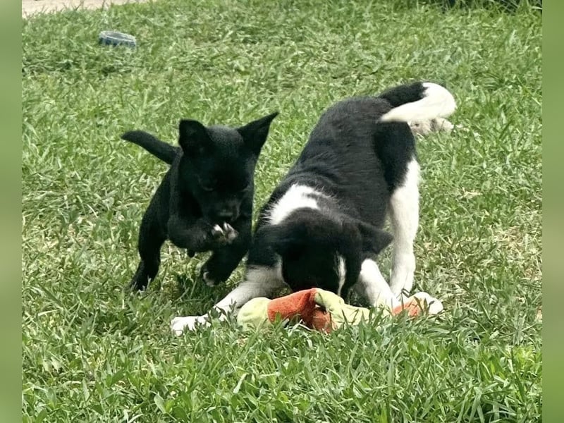 Kocos, 3 Monate, 18cm sucht seine Menschen