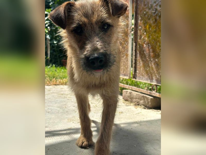 Teddy, 2 Jahre sucht sein Körbchen