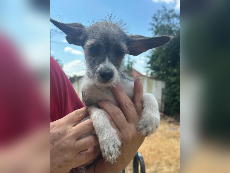 Larry, geboren 30.03.2025, 21cm sucht sein Glück