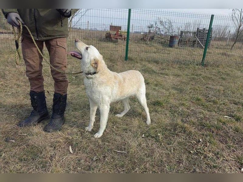 Mirko, geb. 15.10.2021, 61 cm, sucht seine Menschen