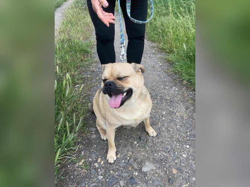 Jedi, geboren 01.01.2023, 45cm sucht sein Zuhause