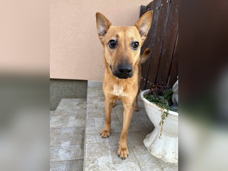 Kubu, geb. 01.06.2024, 40 cm, sucht ein Für-Immer-Zuhause