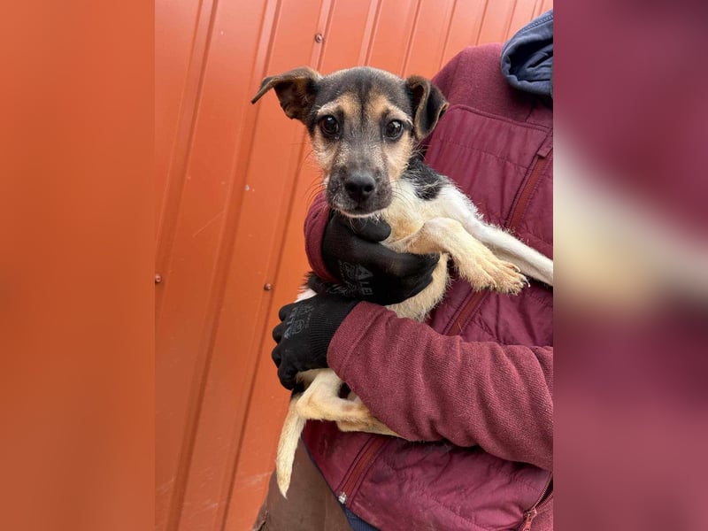 Zümi, geboren 10.12.2024, 29cm sucht ihre Menschen