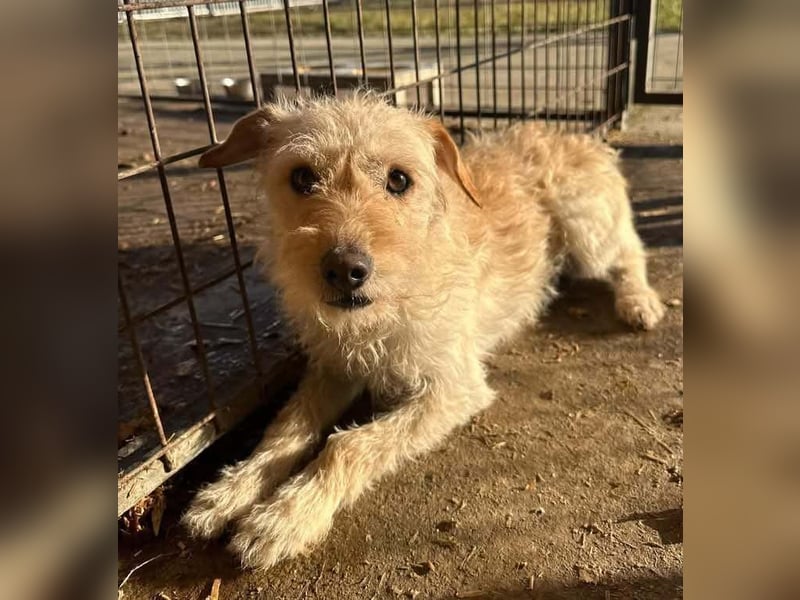 Fredi, 1 Jahr, 35cm sucht sein Körbchen