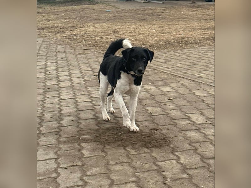 Domino, 1,5 Jahre, 38cm, wünscht sich ein eigenes Körbchen