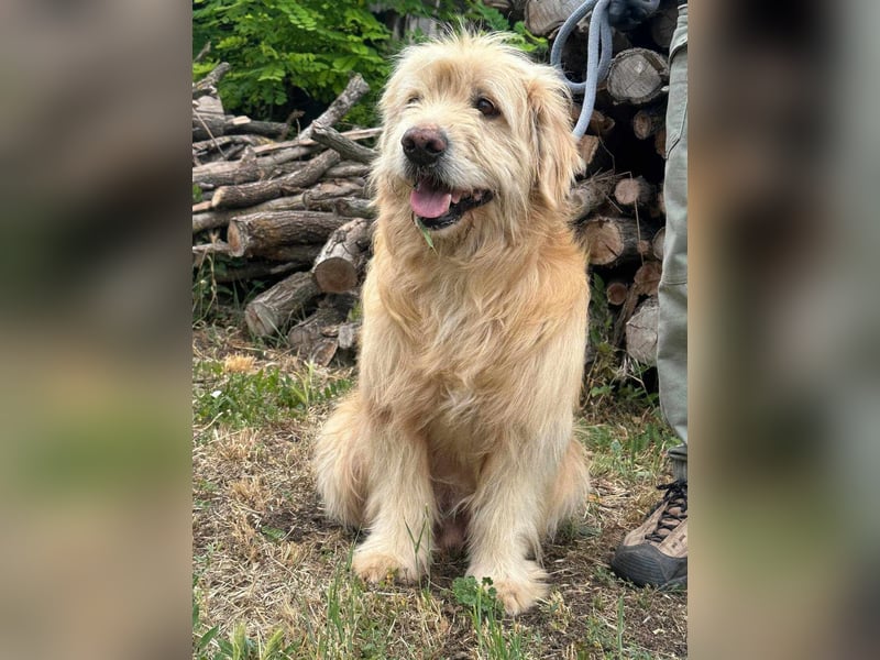 Buddy, geboren 01.04.2024, 50cm sucht seine Menschen