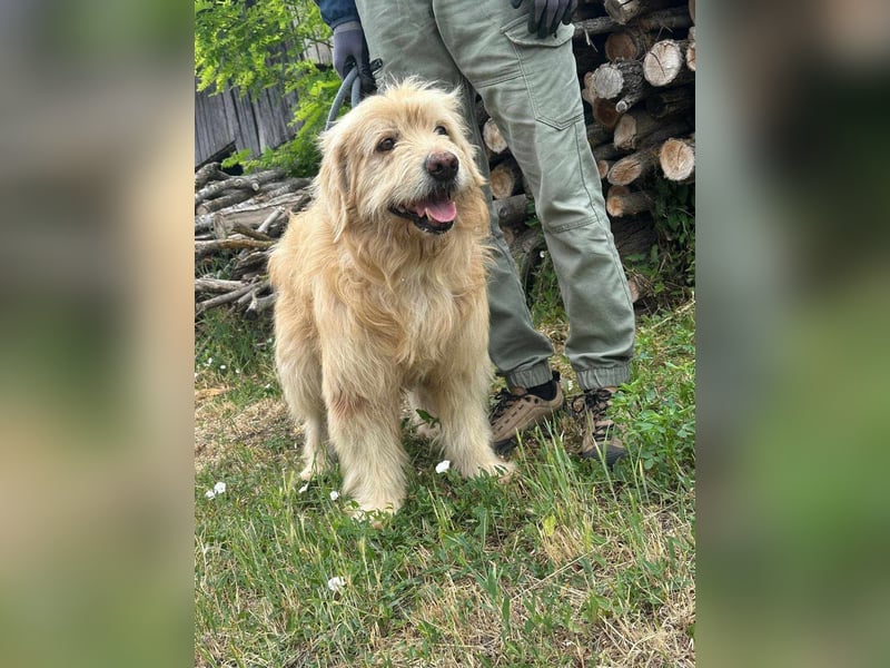Buddy, geboren 01.04.2024, 50cm sucht seine Menschen