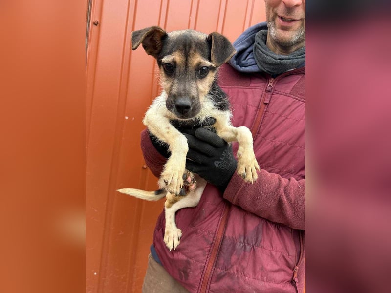 Zümi, geboren 10.12.2024, 29cm sucht ihre Menschen