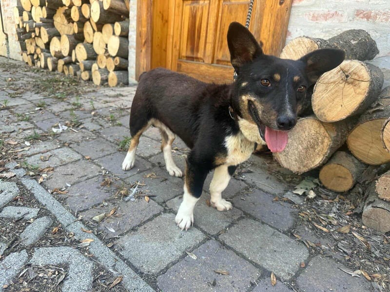 Frici, geboren 20.04.2021, 32cm sucht seine Familie