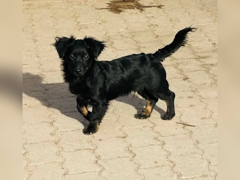 Joker, 9 Monate, 28cm sucht sein Glück