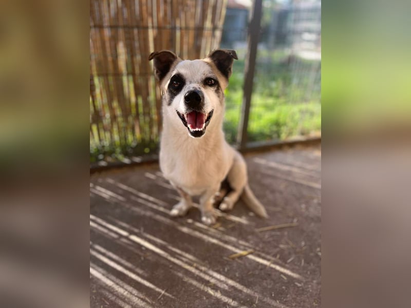 Mikey, geboren 30.03.2023, 29cm sucht sein Körbchen