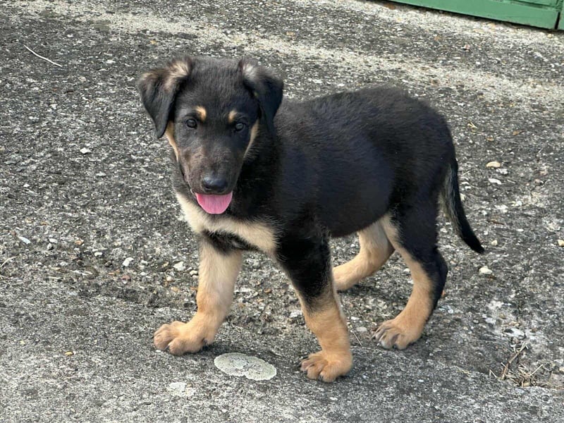 Henry, geboren 01.06.2025, 39cm sucht sein Zuhause
