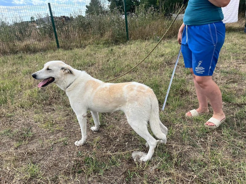 Simon, geboren 03.03.2021, 54cm sucht seine Menschen