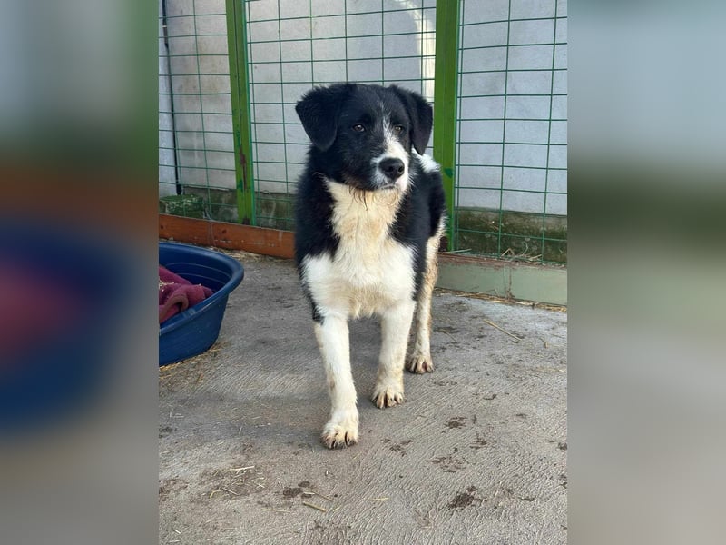 Brandy, 22.09.2024 geboren sucht sein Plätzchen