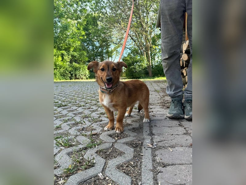 Tom, geboren 05.11.2024, 28cm sucht seine Menschen