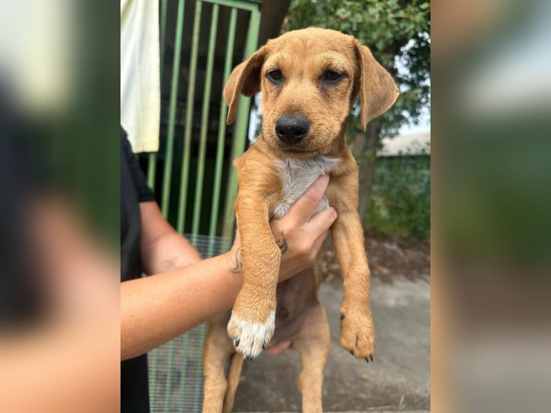 Sam, geboren 02.07.2025 sucht seine Menschen