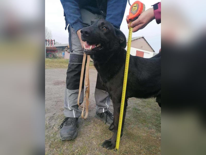 Axel, geb. 01.07.2023, 57cm, sucht seine Menschen