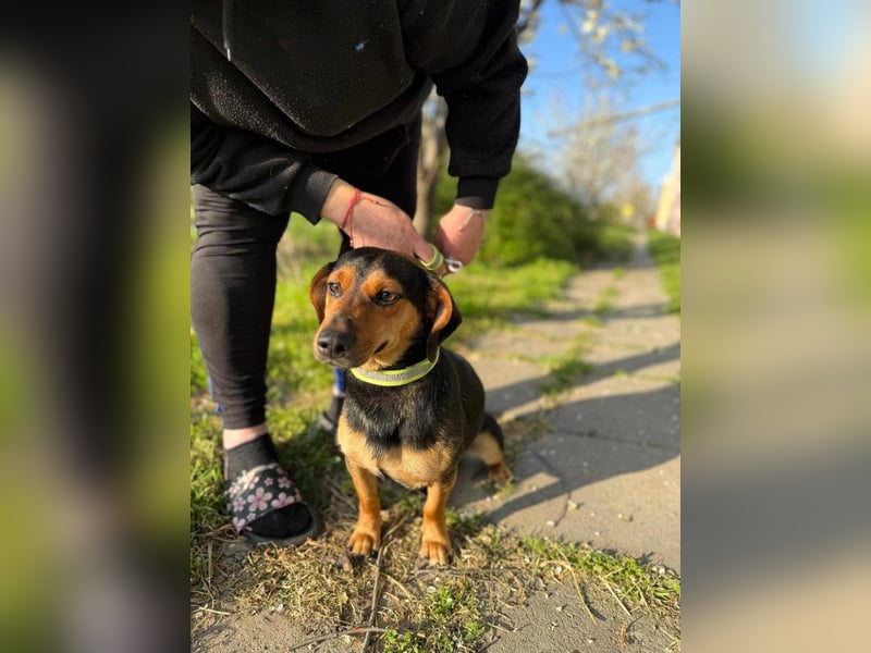 Amigo, geboren 08.04.2023, 35cm sucht sein Zuhause