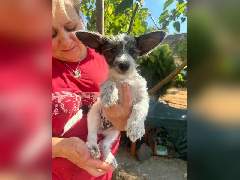Lobo, geboren 30.03.2025, 23cm sucht seine Menschen