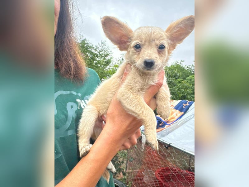 Leo, geboren 26.05.2025, 19cm sucht seine Familie fürs Leben