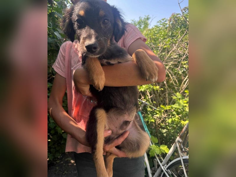Bruno, geboren 03.2025, 36cm sucht seine Chance