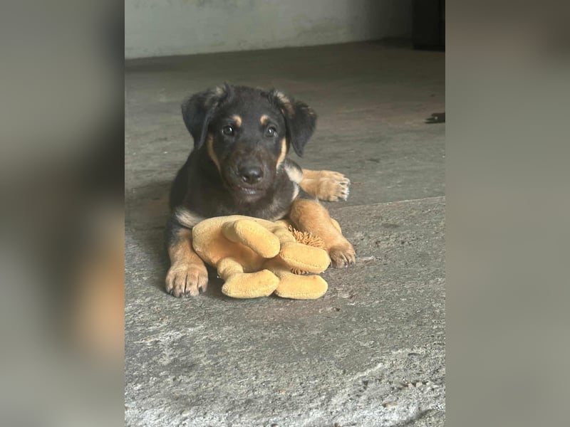 Henry, geboren 01.06.2025, 39cm sucht sein Zuhause