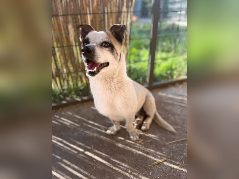 Mikey, geboren 30.03.2023, 29cm sucht sein Körbchen