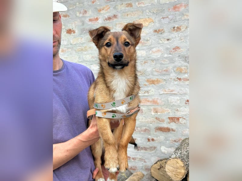 Tom, geboren 05.11.2024, 28cm sucht seine Menschen