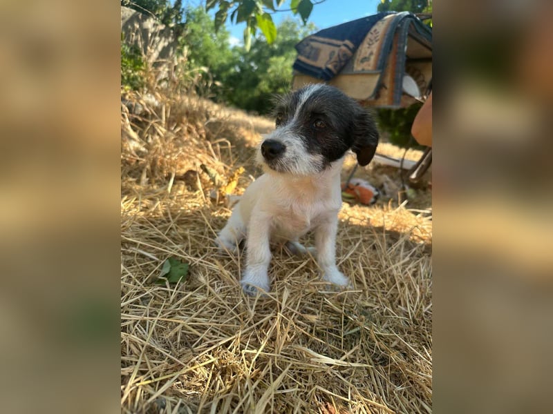 Lolka, geboren 30.03.2025, 22cm sucht sein Körbchen