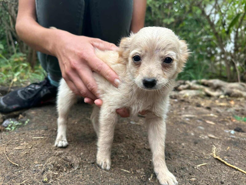 Leo, geboren 26.05.2025, 19cm sucht seine Familie fürs Leben