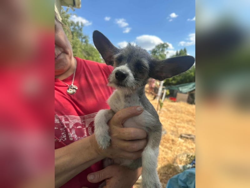 Larry, geboren 30.03.2025, 21cm sucht sein Glück