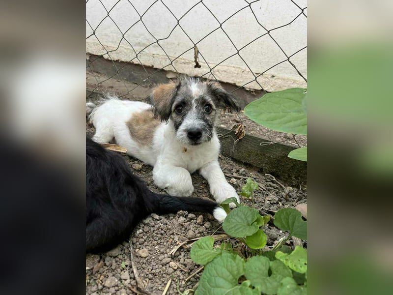 Vili, geboren 07.04.2025, 25cm sucht seine Menschen