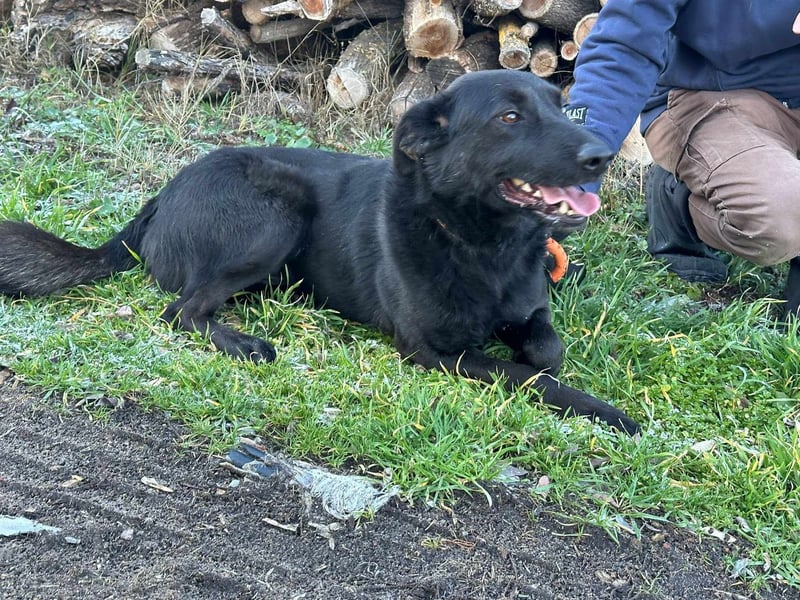 Axel, geb. 01.07.2023, 57cm, sucht seine Menschen