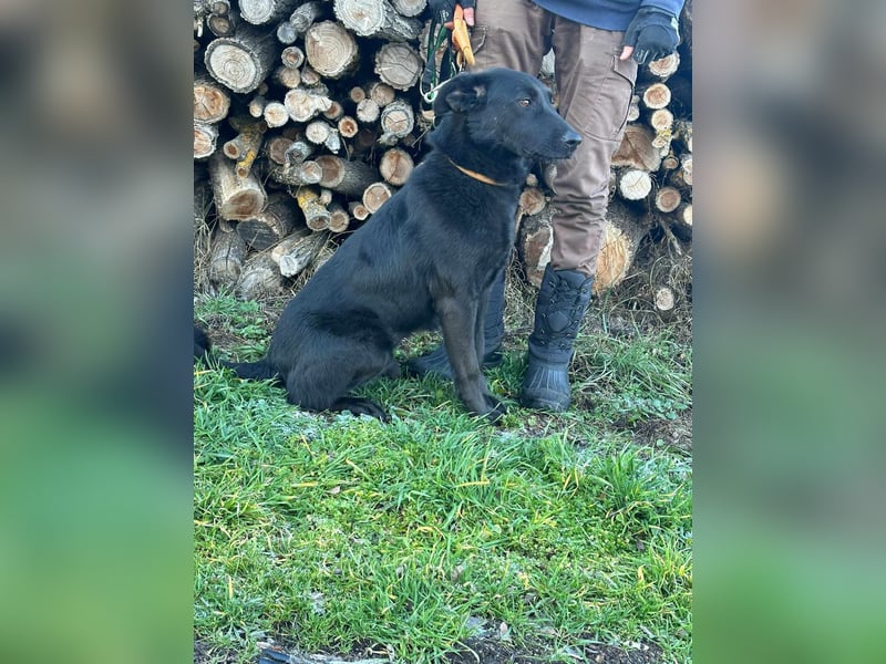 Axel, geb. 01.07.2023, 57cm, sucht seine Menschen