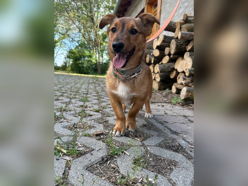 Tom, geboren 05.11.2024, 28cm sucht seine Menschen