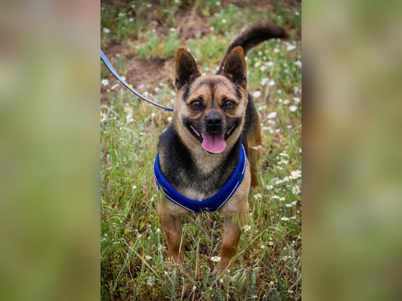 Picur, 5 Jahre, 30cm sucht sein Zuhause