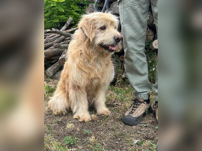 Buddy, geboren 01.04.2024, 50cm sucht seine Menschen