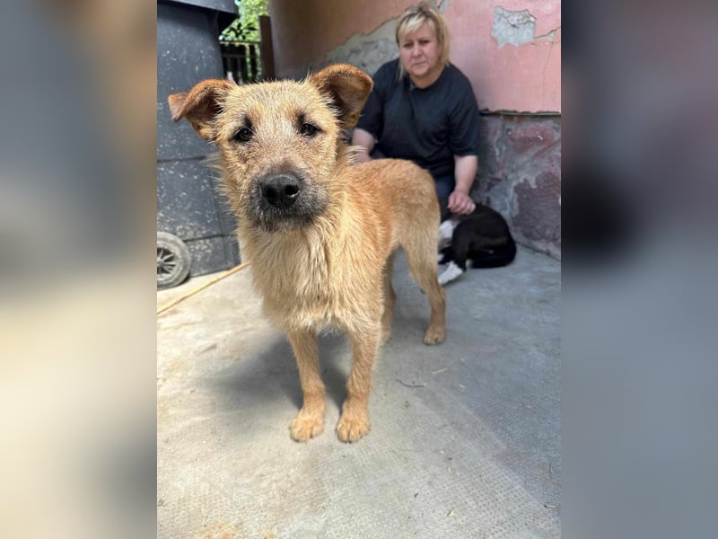 Teddy, 2 Jahre sucht sein Körbchen