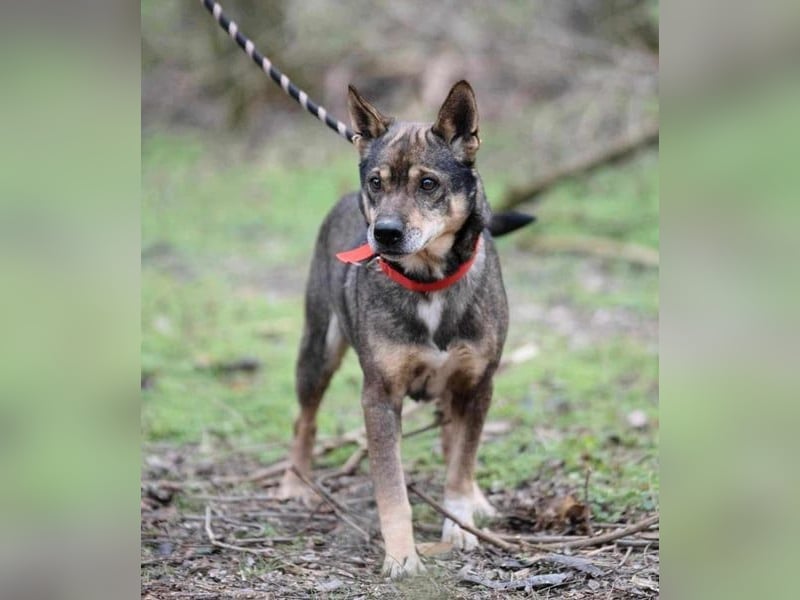 Lacika, 4 Jahre jung, 45 cm, sucht sein Zuhause