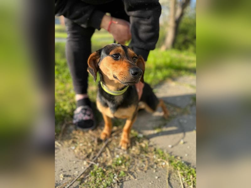 Amigo, geboren 08.04.2023, 35cm sucht sein Zuhause