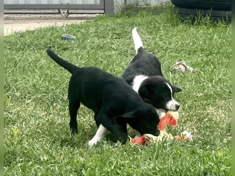 Kocos, 3 Monate, 18cm sucht seine Menschen