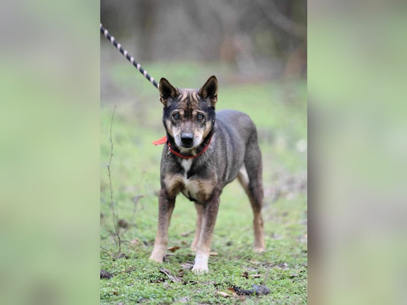 Lacika, 4 Jahre jung, 45 cm, sucht sein Zuhause