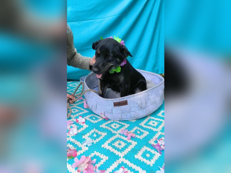 Austin, 1,5 Jahre sucht sein Körbchen