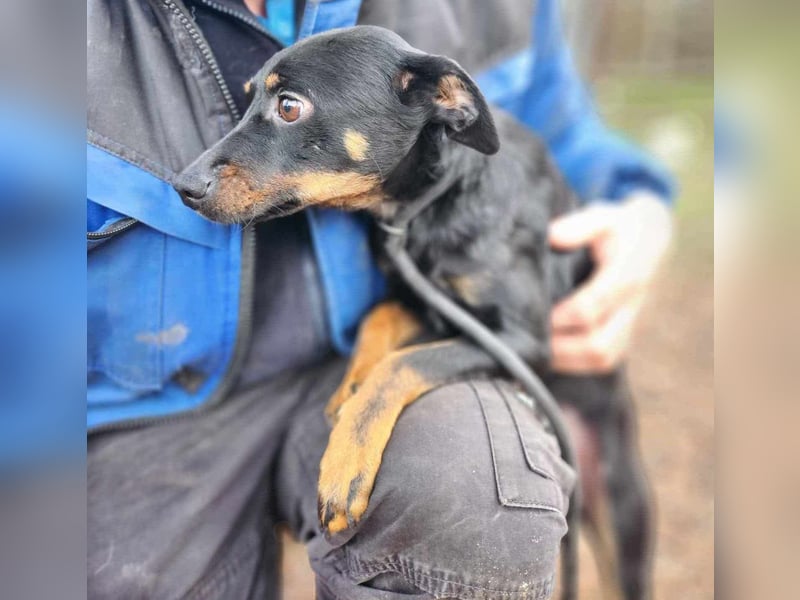 Lieber Lala, ca. 2 Jahre alt, 39 cm, wünscht sich eine Familie